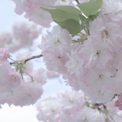 沙洋福瑞交流群